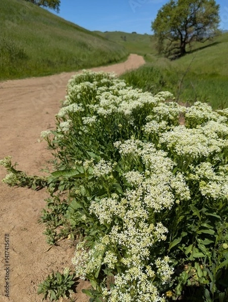 Obraz A trail lined with a cluster of white hoary cress wildflowers
