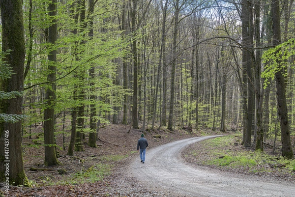 Obraz paysage forestier traversé par chemin