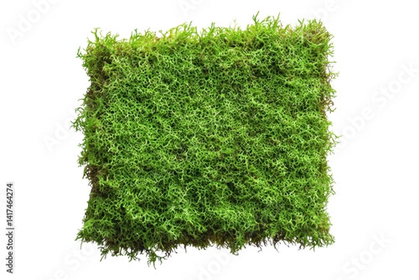 Obraz Mossy Square on Black isolated on PNG transparent background, cut out