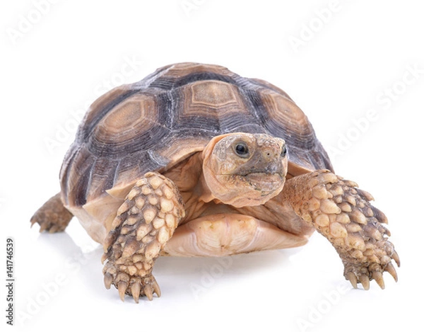 Obraz turtle isolated on white background