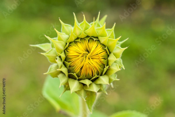 Obraz sunflower bloom closeup 