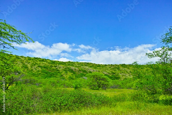 Obraz ハワイ　ダイヤモンドヘッドの内部から見た風景