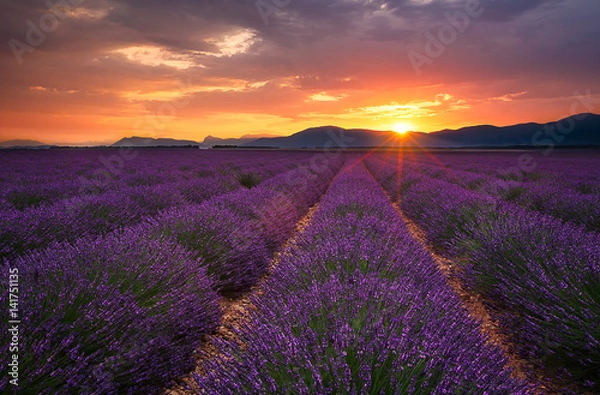 Obraz Lavender sunrise