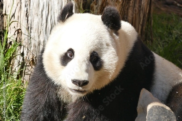 Fototapeta RiesenPanda