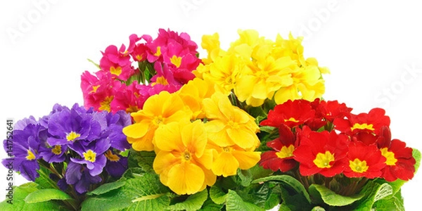 Obraz Beautiful primula flowers on white background