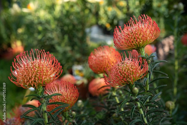 Obraz Leucospermum commonly known as pincushions, is a genus of evergreen upright, sometimes creeping shrubs that is assigned to the Proteaceae. Springtime blooming..