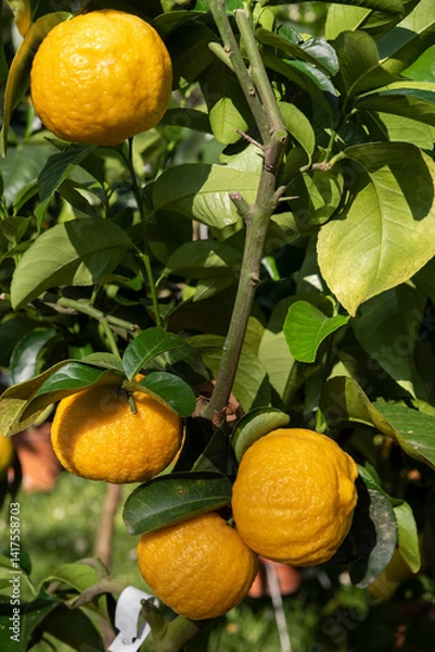 Obraz Pompia, Citrus medica var. tuberosa, also called China citron, is a Citrus hybrid cultivated for its edible fruit. It is a taxonomical synonym of Citrus medica..