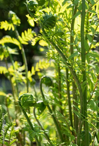 Obraz Osmunda regalis, or royal fern, is a species of deciduous fern, native to Europe, Africa and Asia, growing in woodland bogs and on the banks of streams..