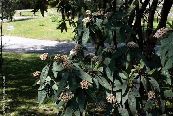 Obraz Viburnum rhytidophyllum, the leatherleaf viburnum, is a species of flowering plant in the family Viburnaceae. It is native to Asia..Springtime blooming.
