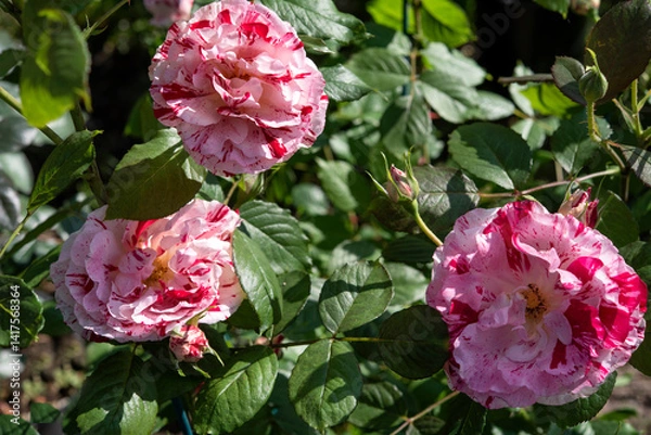 Obraz Rose (Scentimental species) is either a woody perennial flowering plant of the genus Rosa in the family Rosaceae. Springtime blooming..