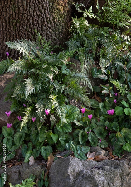 Obraz Cyclamen is a genus of 23 species of perennial flowering plants in the family Primulaceae. Springtime blooming..
