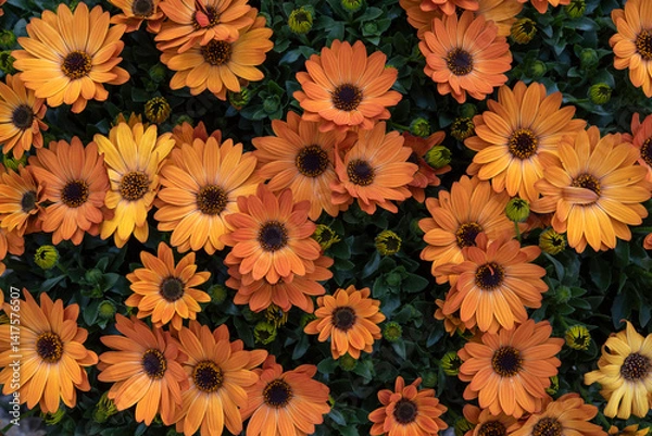 Obraz Dimorphotheca ecklonis, is a perennial ornamental plant that is native to South Africa. Orange flowers..