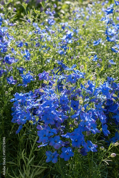 Obraz Delphinium grandiflorum is a species of Delphinium known by the common names Siberian larkspur and Chinese delphinium. Ranuncolaceae family. Springtime blooming..