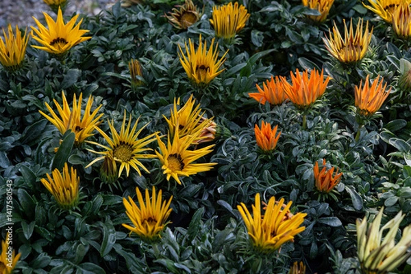 Obraz Gazania is a genus of flowering plants in the family Asteraceae, native to Southern Africa. White and yellow blooming..
