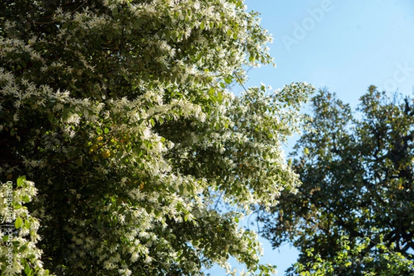 Obraz Loropetalum chinense, is a shrub or small tree in the witch-hazel family, Hamamelidaceae. Springtime white blooming..