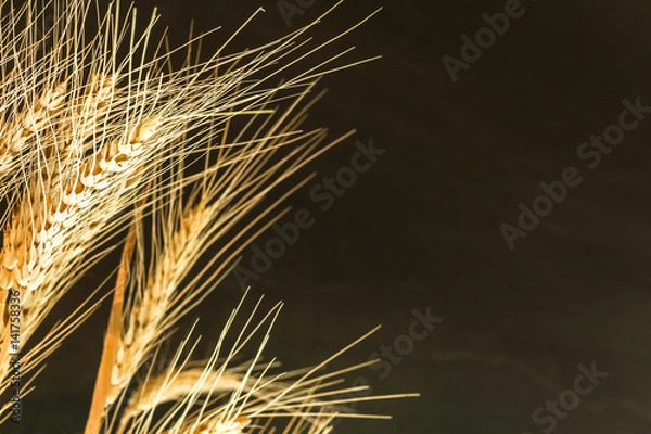 Fototapeta Closeup Ear wheat on black background with copy space