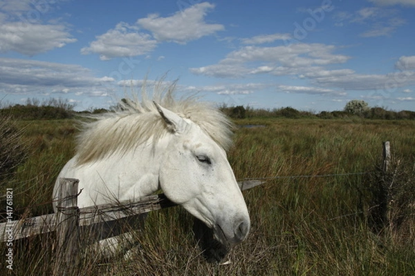 Fototapeta Cavallo razza Camargue