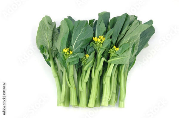 Obraz chinese vegetable: choy sum