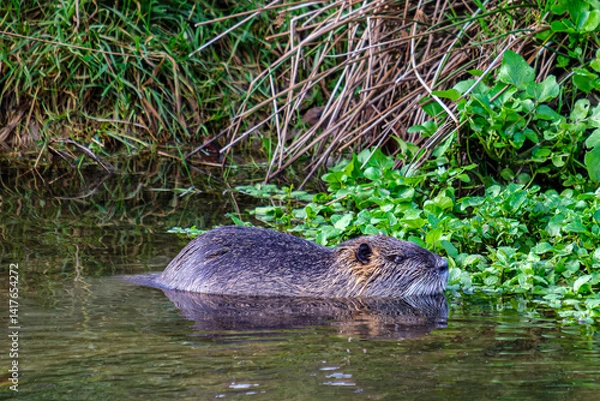 Obraz Nutria
