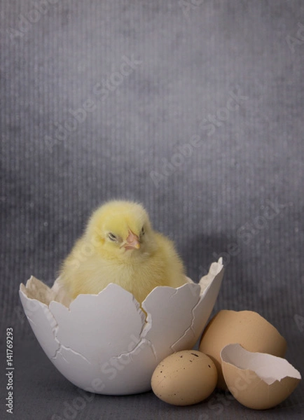 Obraz Small chicken sitting in eggshell,dark background, easter.