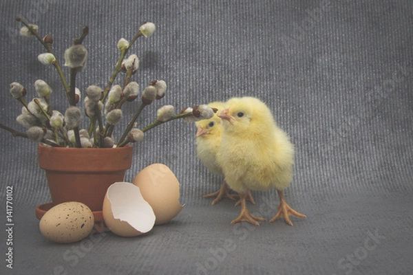 Obraz .Small chickens on dark background, easter composition.