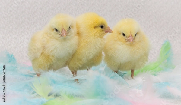 Obraz Chickens standing in colorful feathers, easter.