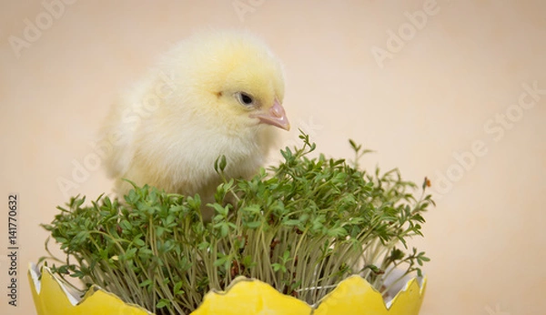 Obraz chick in eggshell isolated on beige background, easter composition
