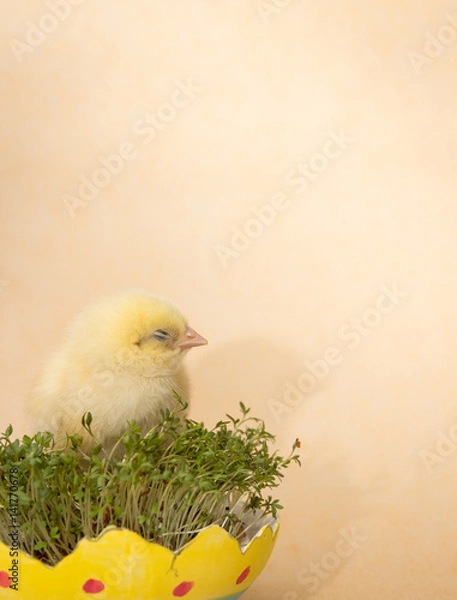 Obraz chick in eggshell isolated on beige background, easter composition