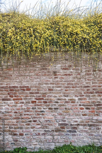 Fototapeta Brick wall texture background with branches of plant and yellow flowers