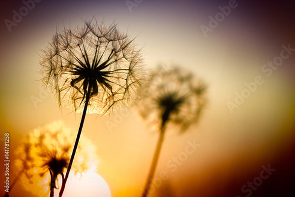 Obraz Dandelions at sunset