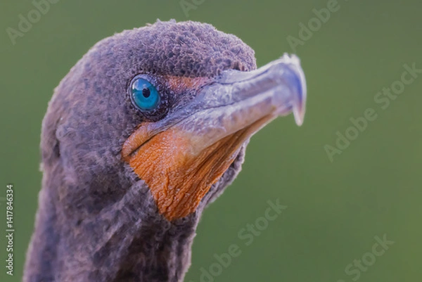 Obraz "Double-crested Comorant Portrait"