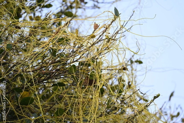Obraz Cuscuta or Dodder plant. It is a genus species of yellow, orange,or red  parasitic plants. Its can be identified by its thin stems appearing leafless,with the leaves reduced to minute scales. Amarbel.