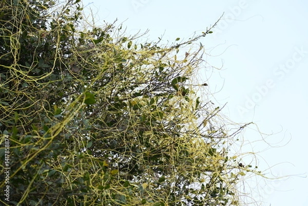 Obraz Cuscuta or Dodder plant. It is a genus species of yellow, orange,or red  parasitic plants. Its can be identified by its thin stems appearing leafless,with the leaves reduced to minute scales. Amarbel.
