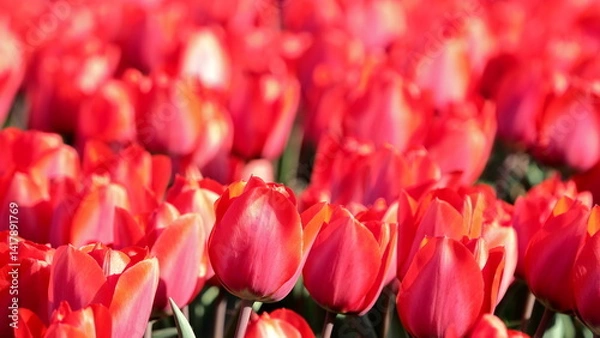 Obraz OLYMPUS DIGITAL CAMERA