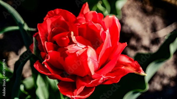 Obraz OLYMPUS DIGITAL CAMERA