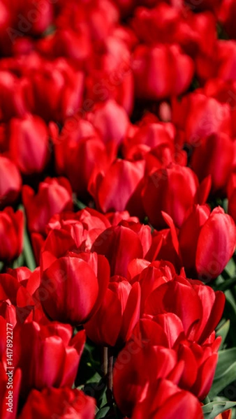 Obraz OLYMPUS DIGITAL CAMERA