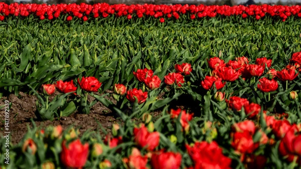 Obraz OLYMPUS DIGITAL CAMERA