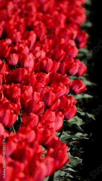 Obraz OLYMPUS DIGITAL CAMERA