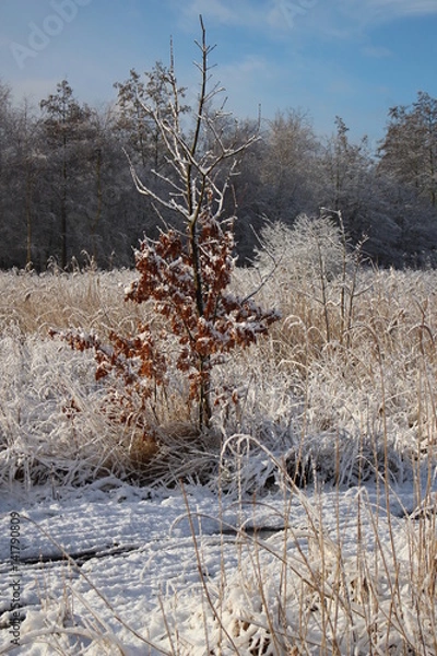 Obraz Dutch winter landscape