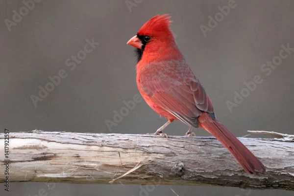 Obraz Male Cardinal on windy day with feather crest blowing all over the place