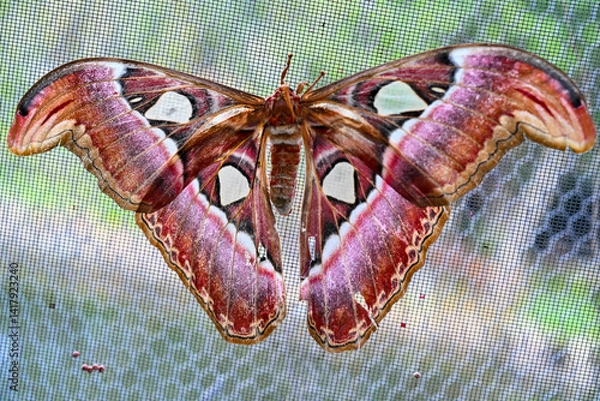 Obraz butterfly

