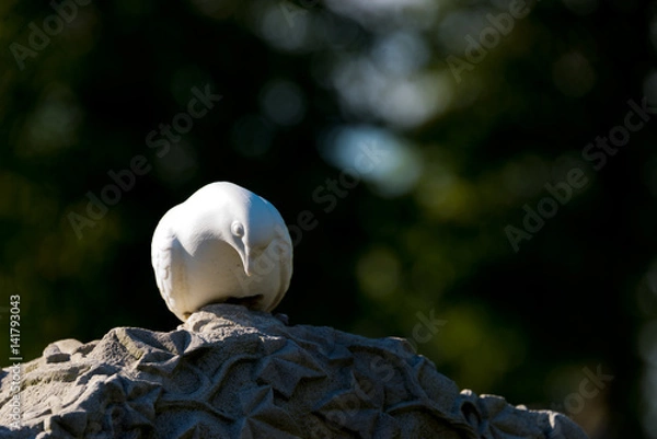 Fototapeta textured tombstone with white dove