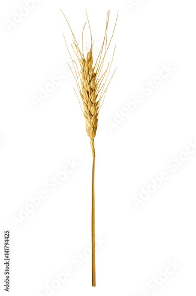 Fototapeta Single ear of wheat, isolated on a white background