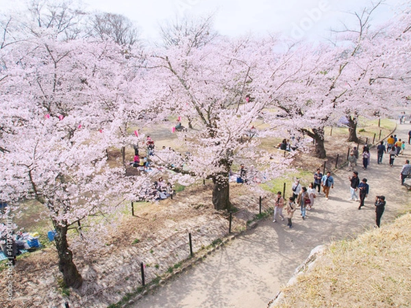 Obraz 花見をたのしむ人々 [日本・長野県]