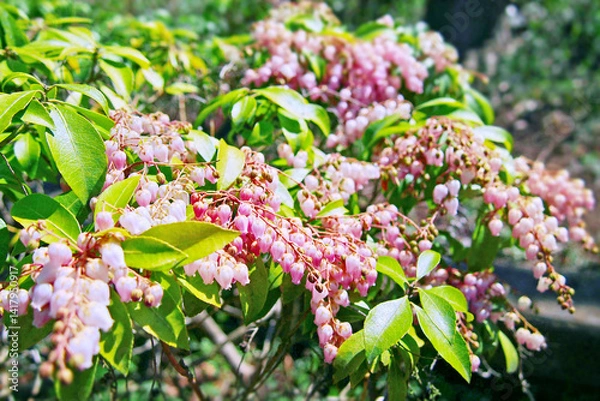 Obraz 有毒なアケボノアセビの花