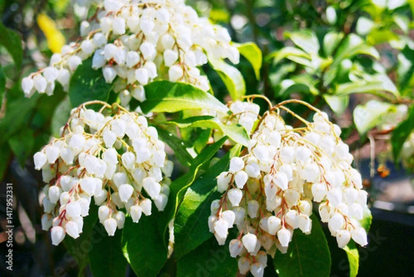 Obraz 有毒なアセビの花