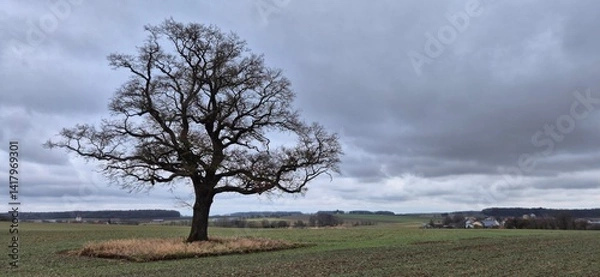 Fototapeta Oak tree by the road on a rainy spring day