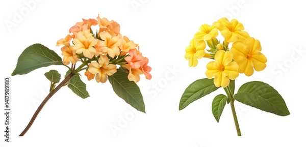 Fototapeta Lantana camara flower cluster isolated on white or transparent background PNG
