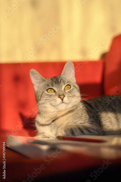 Obraz CUTE CART thinking on a sofa