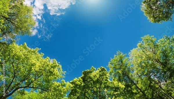 Obraz Sunny blue sky with treetops copy space scene